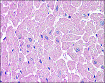 Anti-ARHGEF17 / TEM4 antibody produced in rabbit affinity isolated antibody
