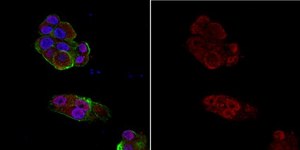 Anti-phospho-Histone H3 (Ser10) Antibody, clone 3H10, Alexa Fluor™ 555 clone 3H10, from mouse, ALEXA FLUOR™ 555