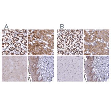 Anti-TXN antibody produced in rabbit Prestige Antibodies&#174; Powered by Atlas Antibodies, affinity isolated antibody, buffered aqueous glycerol solution