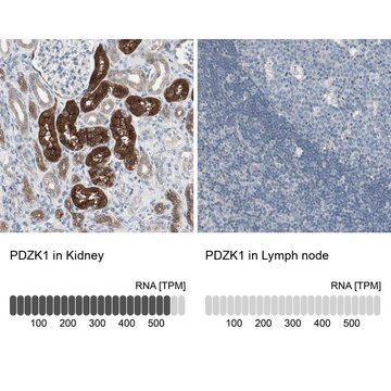 Anti-PDZK1 antibody produced in rabbit Prestige Antibodies&#174; Powered by Atlas Antibodies, affinity isolated antibody, buffered aqueous glycerol solution, Ab1