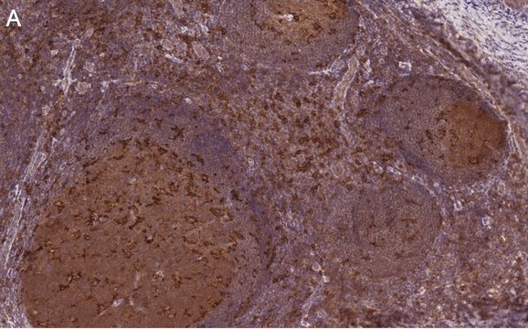 Anti-Siglec-7/CD328 Antibody, clone 1B10 ZooMAb&#174; Rabbit Monoclonal recombinant, expressed in HEK 293 cells