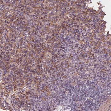 Anti-IL9R antibody produced in rabbit Prestige Antibodies&#174; Powered by Atlas Antibodies, affinity isolated antibody