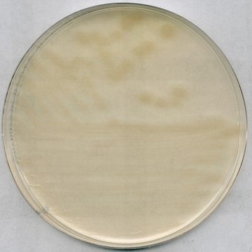 R2A Agar suitable for microbiology, GranuCult&#174;