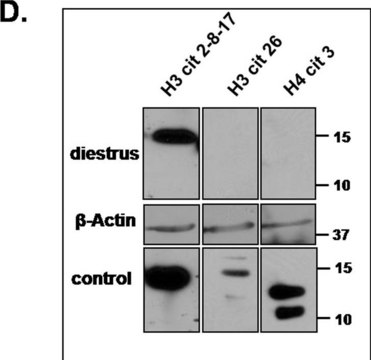 Anti-Histone H4 (citrulline 3) Antibody Upstate&#174;, from rabbit