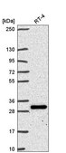 Anti-CHCHD6 antibody produced in rabbit Prestige Antibodies® Powered by Atlas Antibodies, affinity isolated antibody