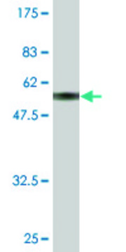 Monoclonal Anti-MAGEH1 antibody produced in mouse clone 2B3, purified immunoglobulin, buffered aqueous solution