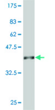 ANTI-SYN1 antibody produced in mouse clone 1D10, purified immunoglobulin, buffered aqueous solution