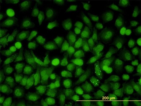 ANTI-MAPK9 antibody produced in mouse clone 3C12, purified immunoglobulin, buffered aqueous solution