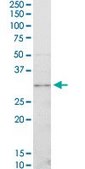 Monoclonal Anti-CDK4 antibody produced in mouse clone 4F11, purified immunoglobulin, buffered aqueous solution