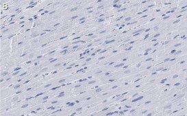 Anti-G0S2 Antibody, clone 2C13 ZooMAb® Rabbit Monoclonal recombinant, expressed in HEK 293 cells