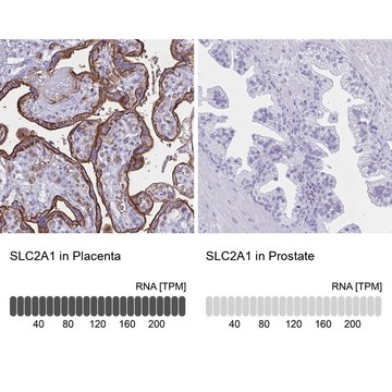 Anti-SLC2A1 antibody produced in rabbit Prestige Antibodies&#174; Powered by Atlas Antibodies, affinity isolated antibody, buffered aqueous glycerol solution