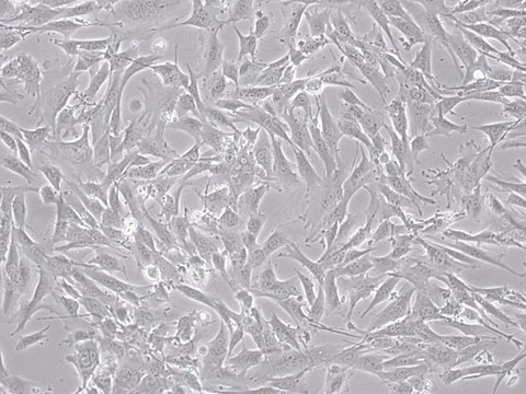 YUMM5.2 Mouse Melanoma Cell Line