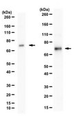 Anti-TRAP-1 (HSP75) from rabbit, purified by affinity chromatography