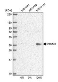 Anti-C9orf78 antibody produced in rabbit Prestige Antibodies® Powered by Atlas Antibodies, affinity isolated antibody, buffered aqueous glycerol solution, Ab2