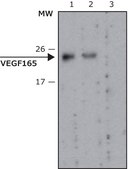 Anti-VEGF165 antibody, Mouse monoclonal clone VG-20, purified from hybridoma cell culture