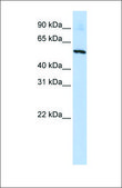 Anti-SLC36A2 antibody produced in rabbit affinity isolated antibody