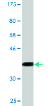 Monoclonal Anti-CCNT2 antibody produced in mouse clone 1H3, purified immunoglobulin, buffered aqueous solution