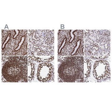 Anti-SFPQ antibody produced in rabbit Prestige Antibodies&#174; Powered by Atlas Antibodies, affinity isolated antibody, buffered aqueous glycerol solution