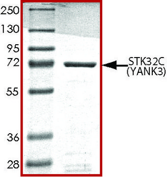 STK32C (YANK3), active, GST tagged human PRECISIO&#174;, recombinant, expressed in baculovirus infected Sf9 cells, &#8805;70% (SDS-PAGE), buffered aqueous glycerol solution