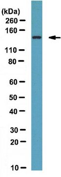 Anti-FHOD1 Antibody from rabbit