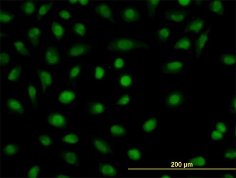 Monoclonal Anti-CSDA antibody produced in mouse clone 1H5, purified immunoglobulin, buffered aqueous solution