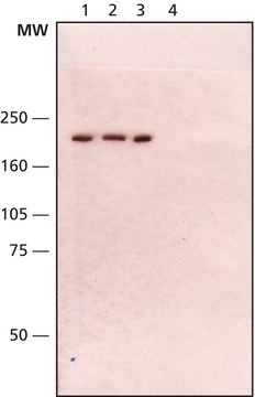 抗-WRN抗体，小鼠单克隆 小鼠抗 clone 195C, purified from hybridoma cell culture