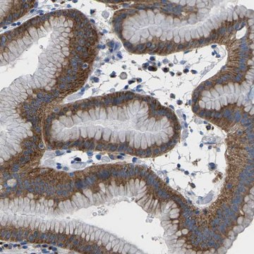 Anti-SYNGR2 antibody produced in rabbit Prestige Antibodies&#174; Powered by Atlas Antibodies, affinity isolated antibody, buffered aqueous glycerol solution