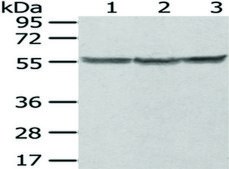 Anti-PTBP1 affinity isolated antibody