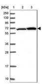 Anti-ZBTB1 antibody produced in rabbit Prestige Antibodies® Powered by Atlas Antibodies, affinity isolated antibody, buffered aqueous glycerol solution