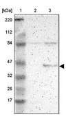 Anti-RPL3 antibody produced in rabbit Prestige Antibodies® Powered by Atlas Antibodies, affinity isolated antibody, buffered aqueous glycerol solution