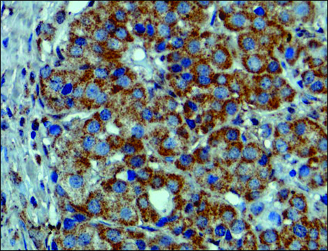 兔抗BRAF (V600E)单克隆抗体 recombinant, expressed in HEK 293 cells, clone RM8, purified immunoglobulin