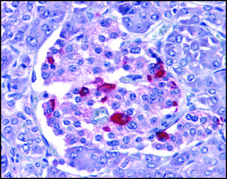 Anti-EndoG antibody produced in rabbit affinity isolated antibody, buffered aqueous solution