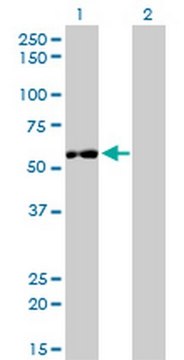 Anti-IMPDH2 Mouse mAb (1E12-B6) liquid, clone 1E12-B6, Calbiochem&#174;