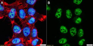 Anti-NEK7 Antibody, clone 1C10 ZooMAb® Rabbit Monoclonal recombinant, expressed in HEK 293 cells