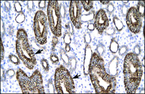 Anti-CLDN8 antibody produced in rabbit IgG fraction of antiserum