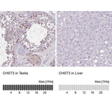 Anti-CHST3 antibody produced in rabbit Prestige Antibodies&#174; Powered by Atlas Antibodies, affinity isolated antibody, buffered aqueous glycerol solution