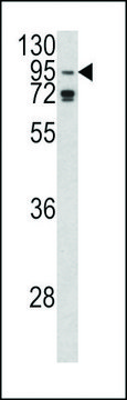 ANTI-AGO1(N-TERMINAL) antibody produced in rabbit purified immunoglobulin, buffered aqueous solution