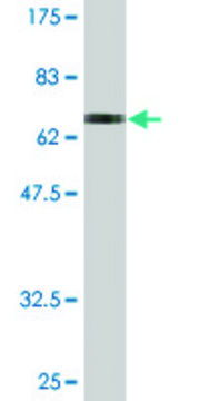 Monoclonal Anti-ENO3 antibody produced in mouse clone 3C6, purified immunoglobulin, buffered aqueous solution