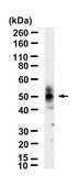 Anti-CD48 Antibody, clone 2I13 ZooMAb® Rabbit Monoclonal recombinant, expressed in HEK 293 cells