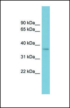 Anti-SPAG4L, (N-terminal) antibody produced in rabbit affinity isolated antibody