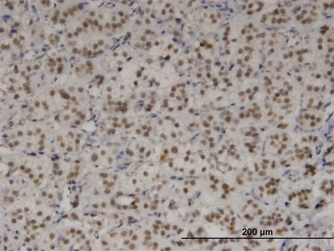 Monoclonal Anti-TBX3 antibody produced in mouse clone 7H6, purified immunoglobulin, buffered aqueous solution