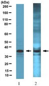 Anti-SLBP Antibody serum, from rabbit