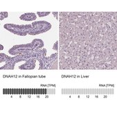 Anti-DNAH12 antibody produced in rabbit Prestige Antibodies® Powered by Atlas Antibodies, affinity isolated antibody, buffered aqueous glycerol solution