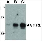 Anti-GITRL antibody produced in rabbit affinity isolated antibody, buffered aqueous solution