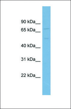 Anti-SLC7A1, (N-terminal) antibody produced in rabbit affinity isolated antibody