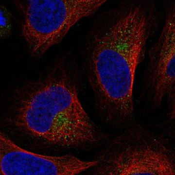 Anti-UFD1L antibody produced in rabbit Prestige Antibodies&#174; Powered by Atlas Antibodies, affinity isolated antibody