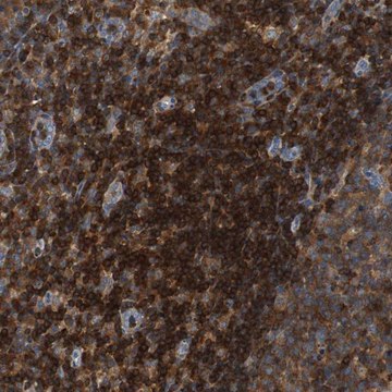 Anti-TSC22D4 antibody produced in rabbit Prestige Antibodies&#174; Powered by Atlas Antibodies, affinity isolated antibody, buffered aqueous glycerol solution