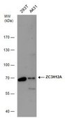 Anti-ZC3H12A antibody produced in rabbit affinity isolated antibody, buffered aqueous solution