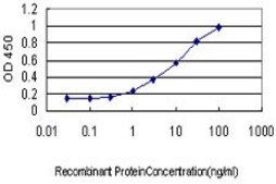 ANTI-LMO3 antibody produced in mouse clone 3G7, purified immunoglobulin, buffered aqueous solution
