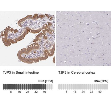 抗-TJP3 兔抗 Prestige Antibodies&#174; Powered by Atlas Antibodies, affinity isolated antibody, buffered aqueous glycerol solution